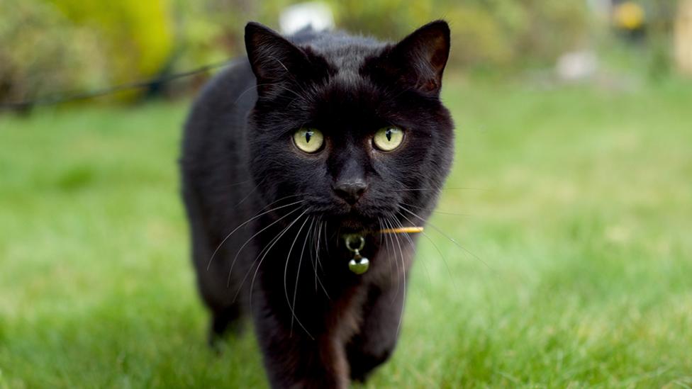 Black cat on grass. Noel the cat from Olga da Polga