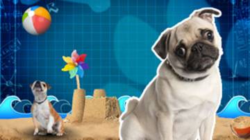 Games By Type Animals Nature Cbbc Bbc