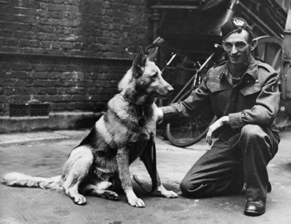 were german shepherds used in ww2