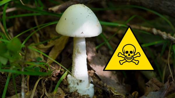 Top Five Poisonous Mushrooms In The Uk Autumnwatch Cbbc Bbc