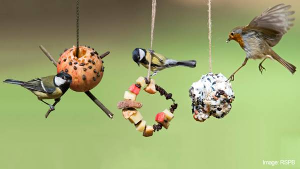 Make A Bird Feeder Cbeebies Bbc