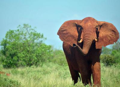 Newsround - Quiz: Elephants and the ivory trade