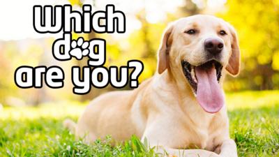 Newsround - Quiz: Which dog are you?