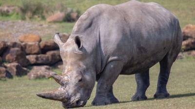 Blue Peter - Africa Alive Zoological Reserve