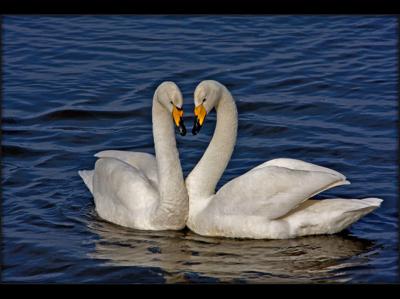 Two swans swimming at the Caerlaverock Wetland Centre