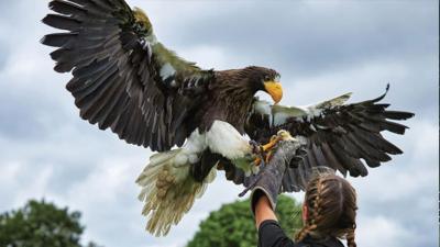 Blue Peter - Eagle Heights Wildlife Foundation