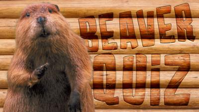 Winterwatch on Ctv - Quiz: How much do you know about beavers?