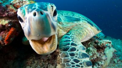 Nature on Ctv - Quiz: Blue Planet II 'Coral Reefs'