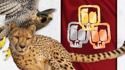 Deadly 60 - Which animal would win a gold sports medal?