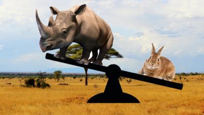 Newsround - Quiz: Big animal weigh-up