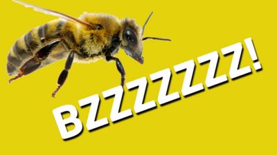Newsround - Quiz: Which bee would you be?