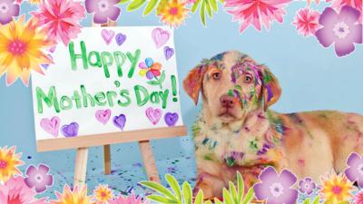 A dog with a painting saying happy mother's day.