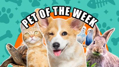 Saturday Mash-Up! - Pet of the Week!