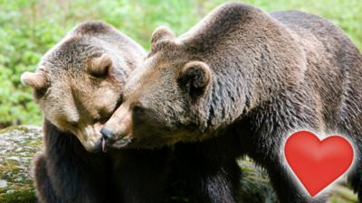 A pair of bears standing as if they are cuddling.