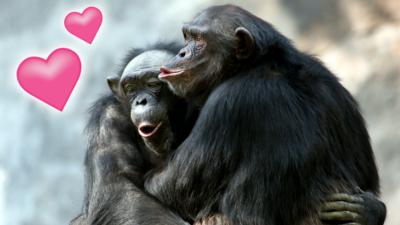 A pair of chimpanzees cuddling.