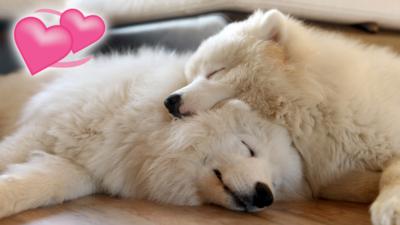 A pair of fluffy dogs sleeping on eachother.
