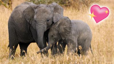 An elephant and baby elephant touching heads.
