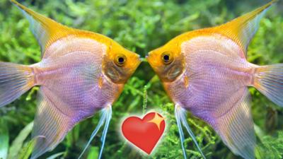 Two exotic fish looking like they are kissing.