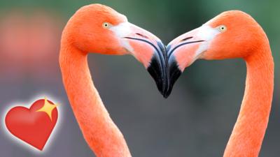 A pair of flamingos forming a heart shape with their necks and heads.