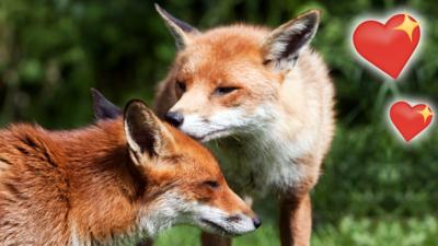 A pair of foxes looking affectionate.