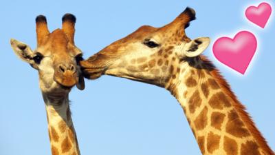 A giraffe licking another giraffe's head.