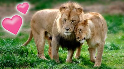 A lion couple rubbing heads together.