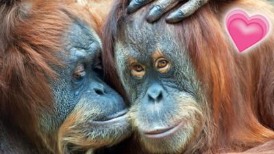 A pair of orangutans sharing an affectionate moment.
