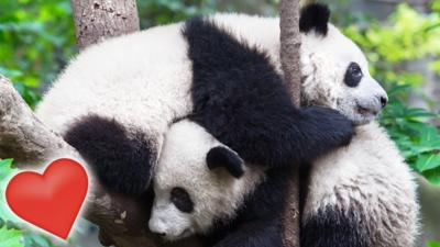 A pair of pandas in a tree looking like they're cuddling.