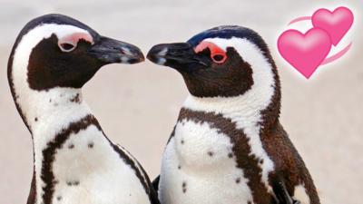 A pair of penguins touching beaks.