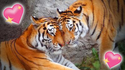 A pair of tigers touching heads affectionately.