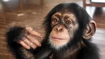 Nature on Ctv - Which baby chimp are you?