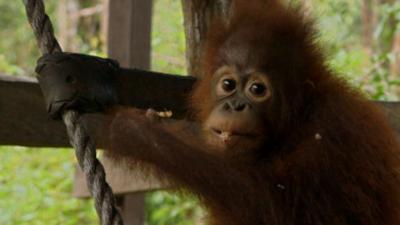 Blow Your Mind - Looking after baby orangutans