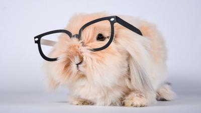 The Pets Factor - Quiz: Are you a bunny boffin?