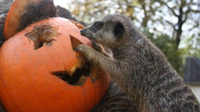 A meerkat playing with a carved pumpkin