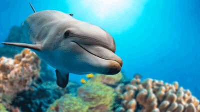 Blue Peter - Quiz: Dazzling dolphin quiz