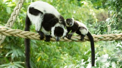 Two Lemurs sat in a tree next to each other. Their tail dangle down below them. 