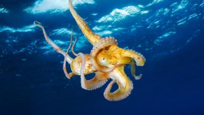 Blue Peter - Quiz: Which deep sea creature are you?