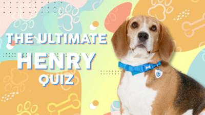 Blue Peter - Quiz: Are you the ultimate Henry fan?