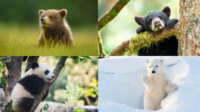 Four bear cubs: Brown bear, black bear, panda bear and polar bear.