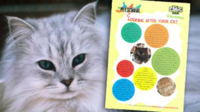 Pet School - How To - Look After Cats