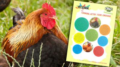 A chicken next to the chicken facts poster.