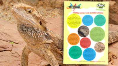 Pet School - How To - Look After Bearded Dragons