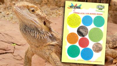 A bearded dragon next to the bearded dragon facts poster.