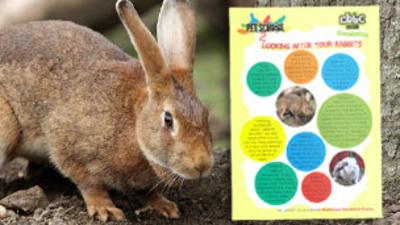 Pet School - How To - Look After Rabbits