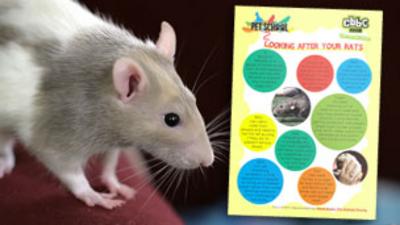 Pet School - How To - Look After Rats