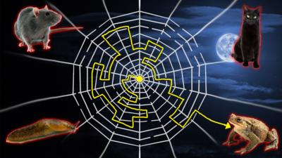 spider web maze party game