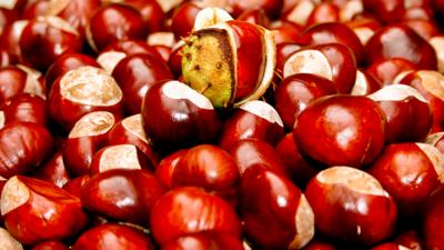 School Survival Guide - True or false: How to make your conkers unconquerable!