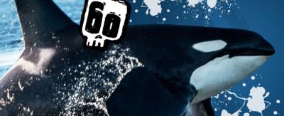 An orca and the Deadly 60 logo.