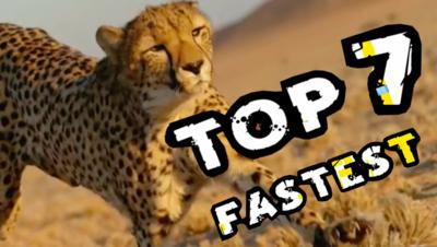 Deadly with Steve Backshall - Steve Backshaw's top 7 fastest animals