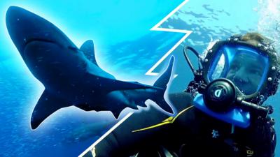 Deadly Mission Shark - Myth busting sharks!